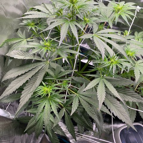 Top Gun growlog photo: Getting so big!
