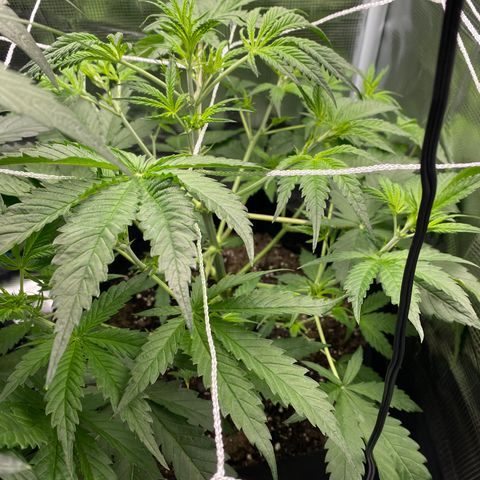 Grape Gusher growlog photo: Leaves kind of wilting & pot light so watered with nute mix 