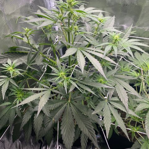 Top Gun growlog photo: Stretching toward the light. Will it get light burn if it gets too close? 
