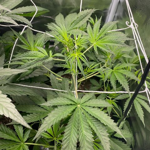Grape Gusher growlog photo: Obvious new growth in the center.
