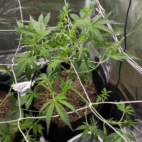 Grape Gusher growlog photo: Small, strong stem. Might tie down more branches later this week. 