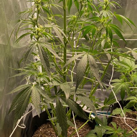 Top Gun growlog photo: Major defoliation of lower branches & large fan leaves, opening up bud sites to the light 