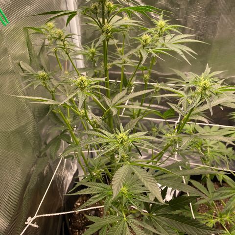 Top Gun growlog timeline photo