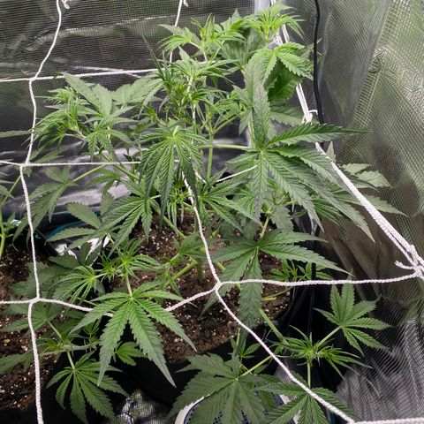 Grape Gusher growlog timeline photo