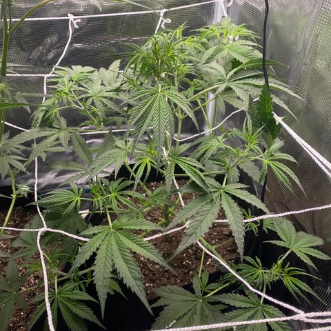 Grape Gusher growlog photo: Def getting taller; stretching? 