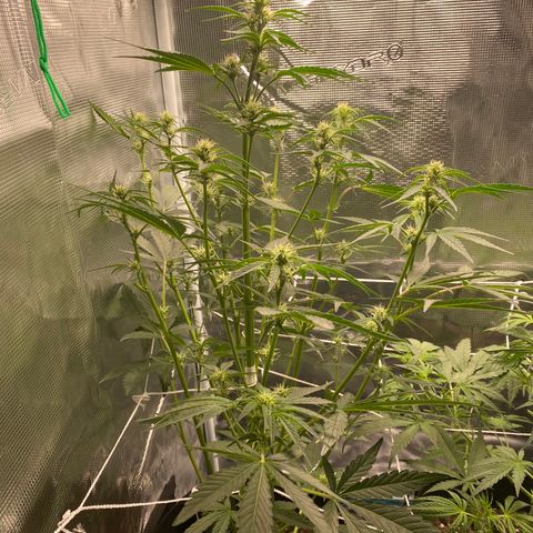 Top Gun growlog photo: LST mishap; taped stem. Worries about the close proximity to the light 
