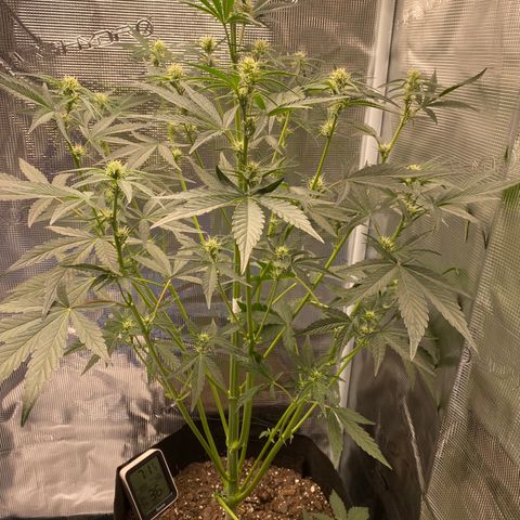 Top Gun growlog timeline photo