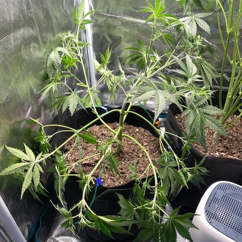 Grape Gusher growlog photo: LST all stems. Tent getting too tight; hopefully tied down plants will start growing toward the light & away from the wall. 