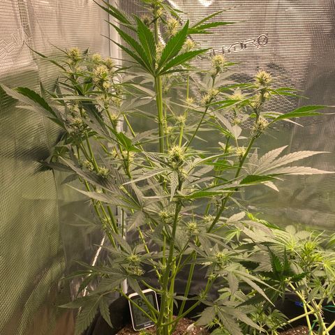 Top Gun growlog photo: Dangerously close to the light. Spun around so other buds are hitting direct light. Buds seem to be increasing & connecting (!) 