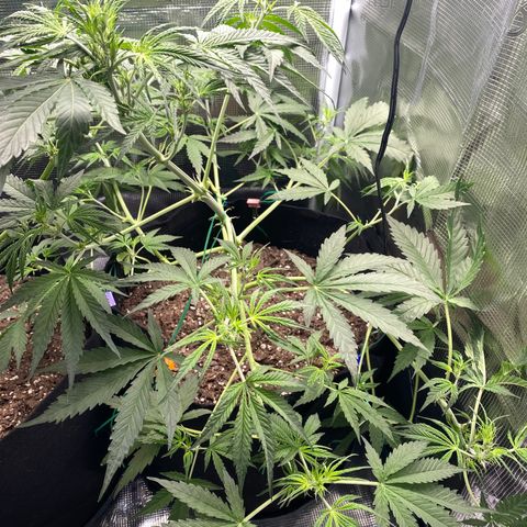 Grape Gusher growlog photo: LST yesterday seems to have been beneficial; leaves/pistols are starting to turn up to the light