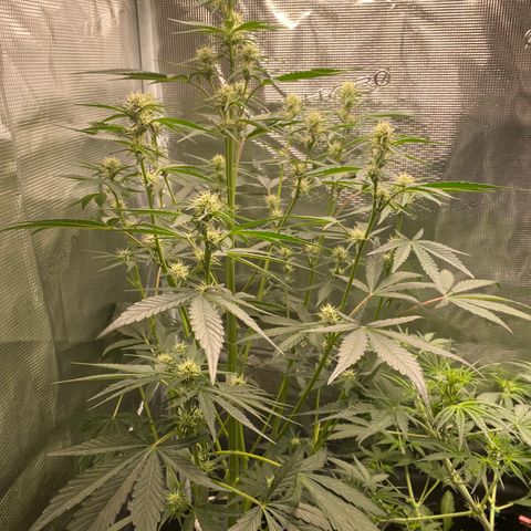 Top Gun growlog photo: So tall; buds growing and connecting 