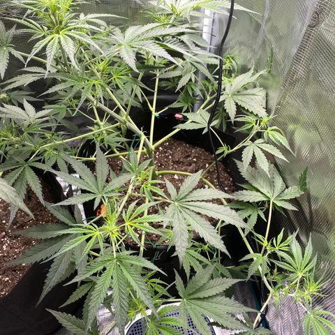 Grape Gusher growlog photo: Starting to turn up to light; preflowering very soon 