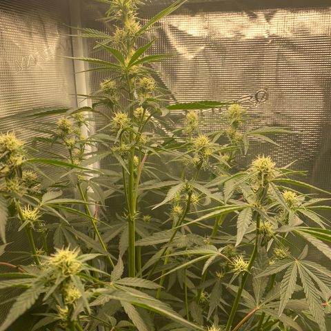 Top Gun growlog timeline photo