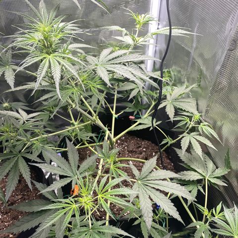 Grape Gusher growlog timeline photo