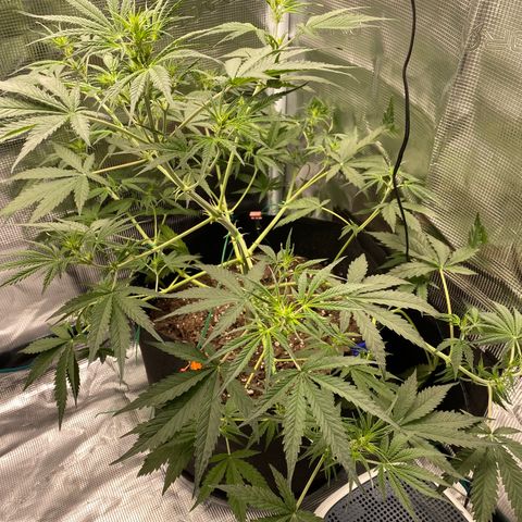 Grape Gusher growlog photo: Leaves/closed buds now facing toward light; pre-flowering 