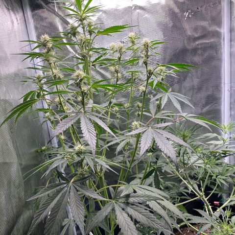 Top Gun growlog photo: Really hope the main cola doesn’t hit the light; seems like everyday she is just inching closer. Otherwise, buds connecting nicely on stems 