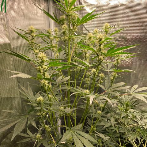 Top Gun growlog timeline photo