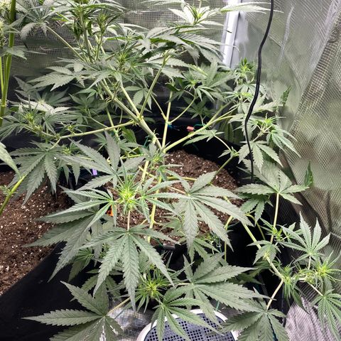 Grape Gusher growlog timeline photo