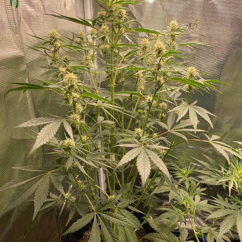 Top Gun growlog timeline photo