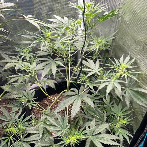 Grape Gusher growlog photo: Think I need to tie down the middle cola again 