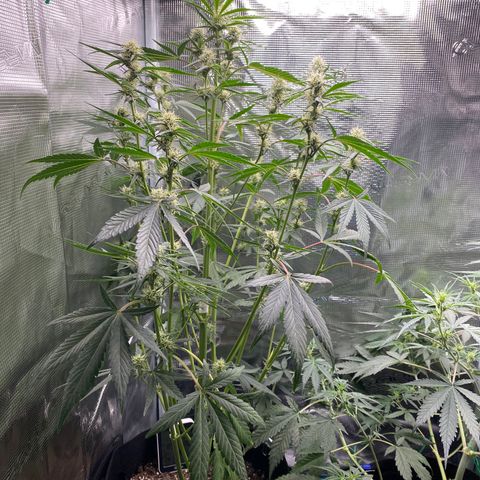 Top Gun growlog photo: Huge! Starting chunk up a little 