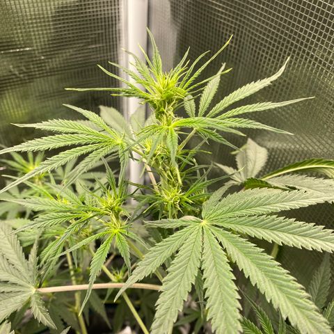 Grape Gusher growlog photo: All of a sudden…preflowering 
