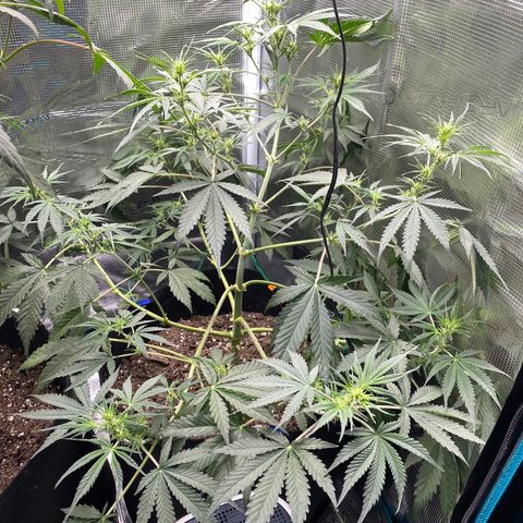 Grape Gusher growlog photo: All of a sudden…preflowering 