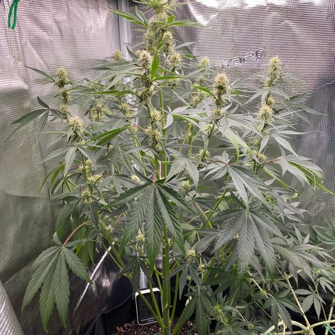 Top Gun growlog photo: Maybe a month left? 