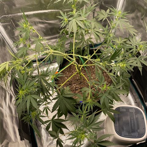 Grape Gusher growlog photo: LST working, but not enough room in the tent