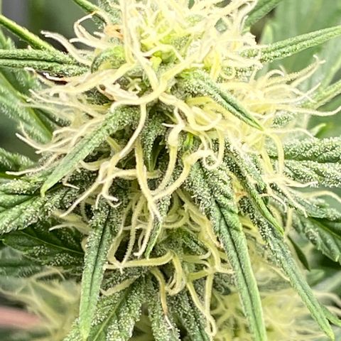 Top Gun growlog photo: Getting frosty!