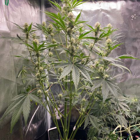 Top Gun growlog photo: Buds maybe starting to chunk up? 