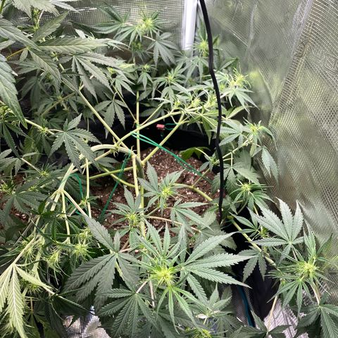 Grape Gusher growlog photo: Leaves drooping some; pot feels light 