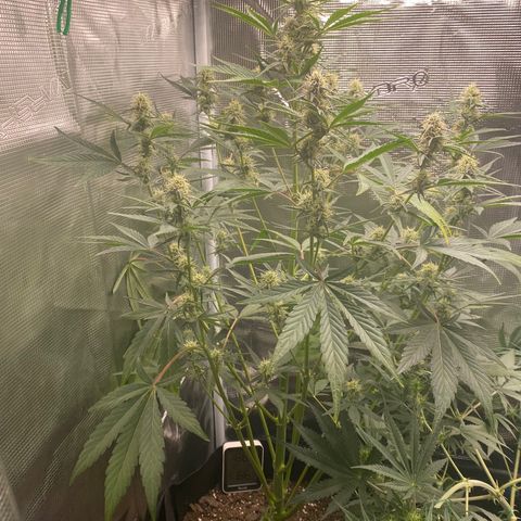 Top Gun growlog timeline photo