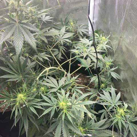 Grape Gusher growlog timeline photo