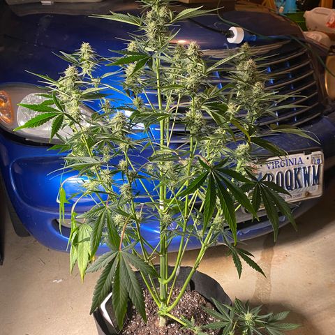 Top Gun growlog timeline photo