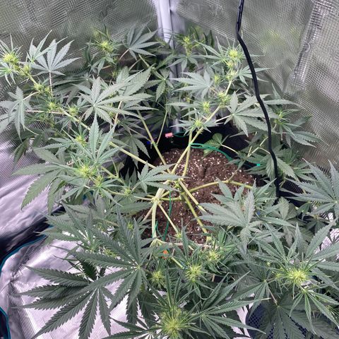 Grape Gusher growlog photo: Think the LST is working bc new preflowering buds are emerging 