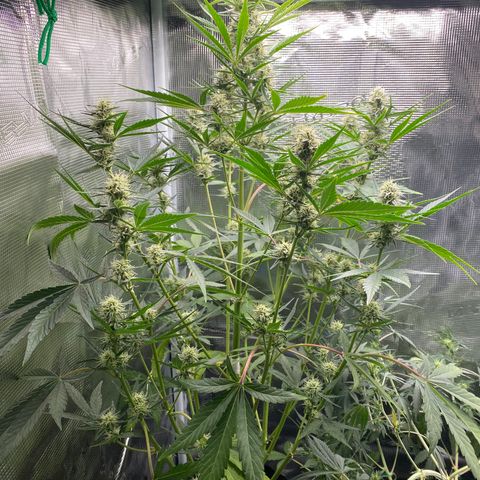 Top Gun growlog photo: Chunky buds! A few yallowish fan leaves but think it’s normal, end of life drying and not nute burn