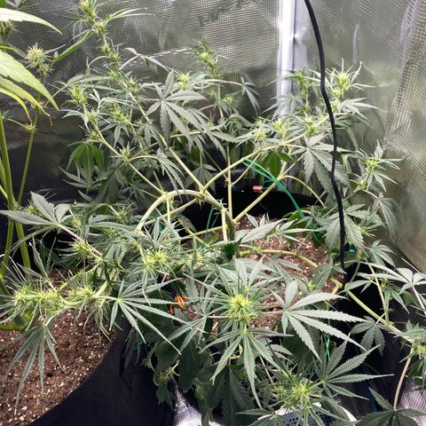 Grape Gusher growlog photo: Numerous new bud sites from day to day with the LST