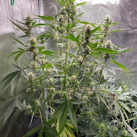 Top Gun growlog timeline photo