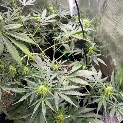 Grape Gusher growlog timeline photo