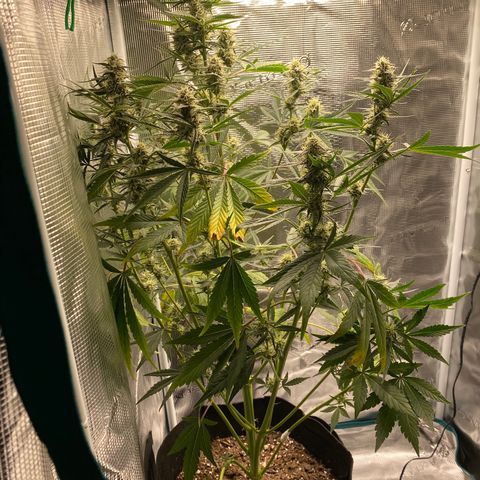 Top Gun growlog timeline photo