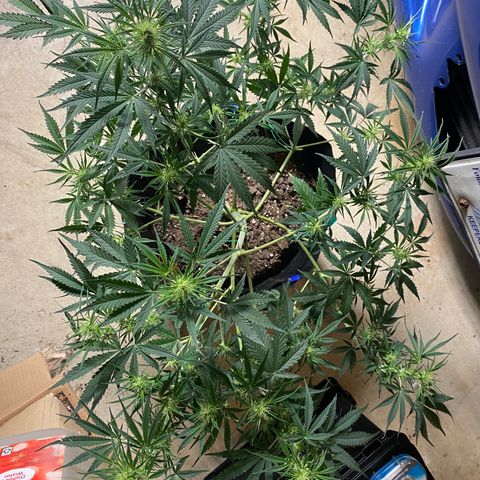 Grape Gusher growlog photo: Major defoliation of large fan leaves at beginning of dark period; leaf tucked remaining leaves 