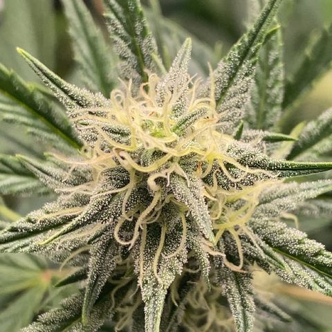 Top Gun growlog timeline photo