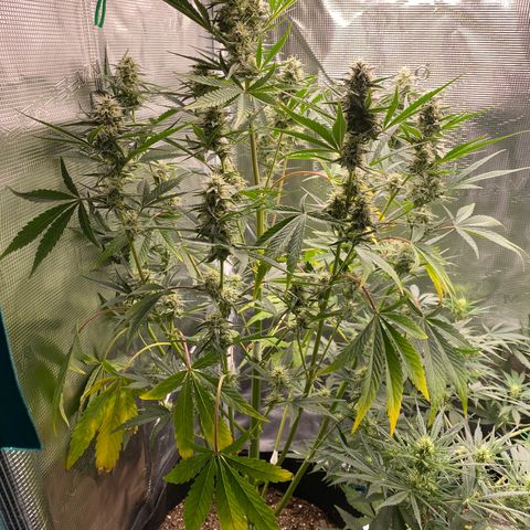Top Gun growlog timeline photo