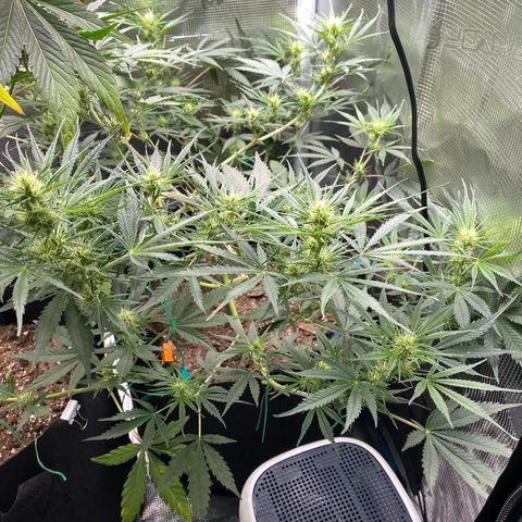 Grape Gusher growlog timeline photo
