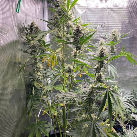 Top Gun growlog photo: Main cola has grown past the light