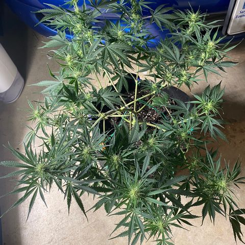 Grape Gusher growlog photo: Pot seemed light & I didn’t want wilting like last week, so watered until runoff with nute treated water. 