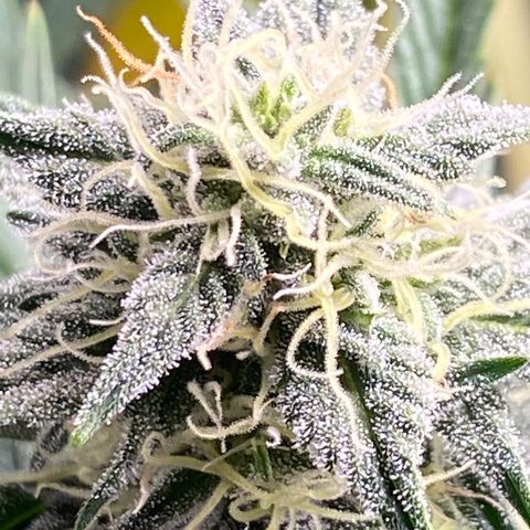 Top Gun growlog photo: Frosty