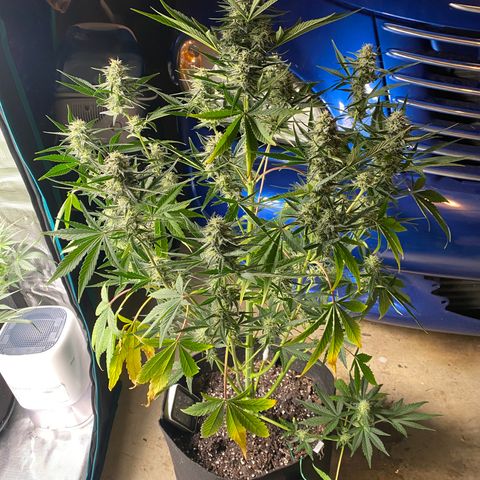 Top Gun growlog photo: Leaves starting to yellow & dry out with age. Buds getting super chunky 