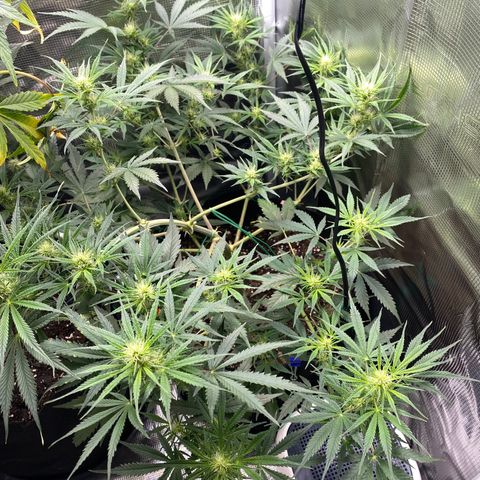 Grape Gusher growlog timeline photo